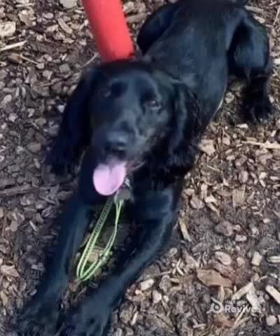 Cocker Spaniel dogs for stud: KC registered Cocker Spaniel Striker for stud - Video 2