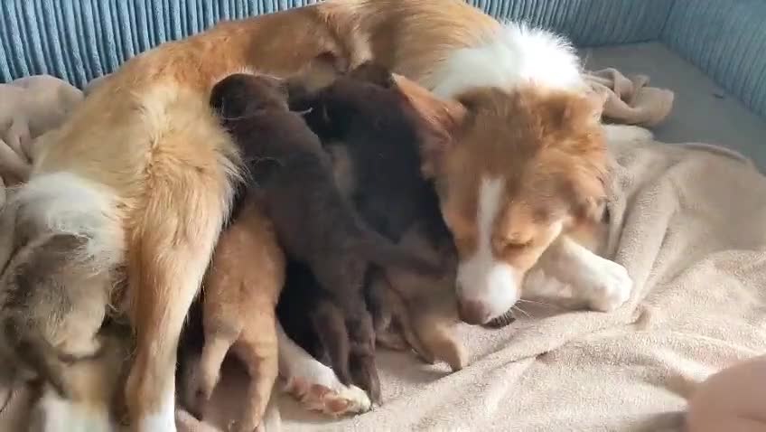 Mixed Breed dogs for sale: Border collie x German shepherd puppies - Video 1