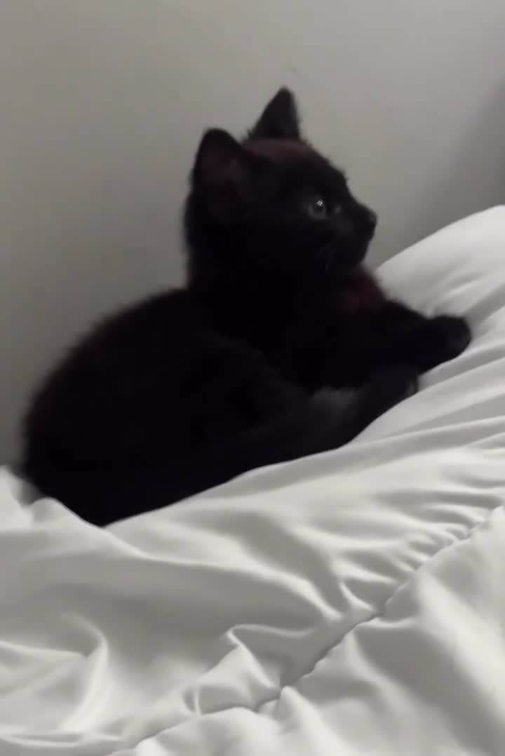 Mixed Breed cats for sale: 10 week old male kitten in St Albans - Video 1