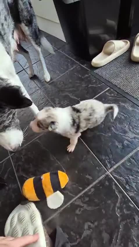 Border Collie dogs for sale: Border collie puppies - Video 1