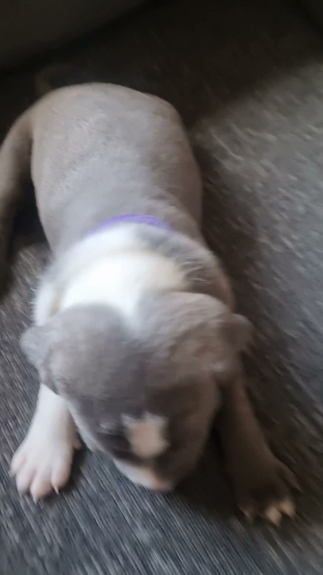 Staffordshire Bull Terrier dogs for sale: Stunning staffy girls - Video 2