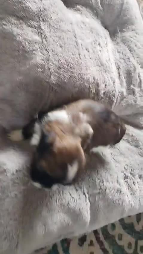 Shih Tzu dogs for sale: Shih Tzu Puppies From Small Imperial-Type Mum - Video 4