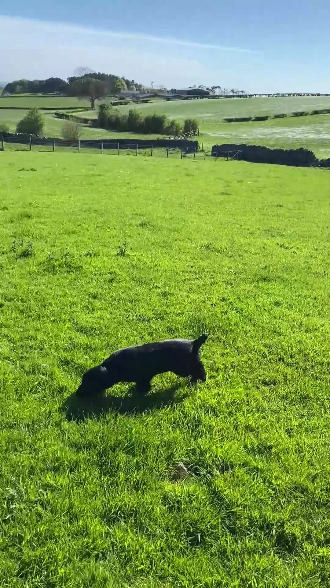 Cocker Spaniel dogs for sale: Working Cocker Spaniels - Video 1