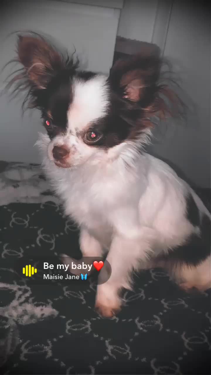Chihuahua dogs for stud: For Stud  - Video 1