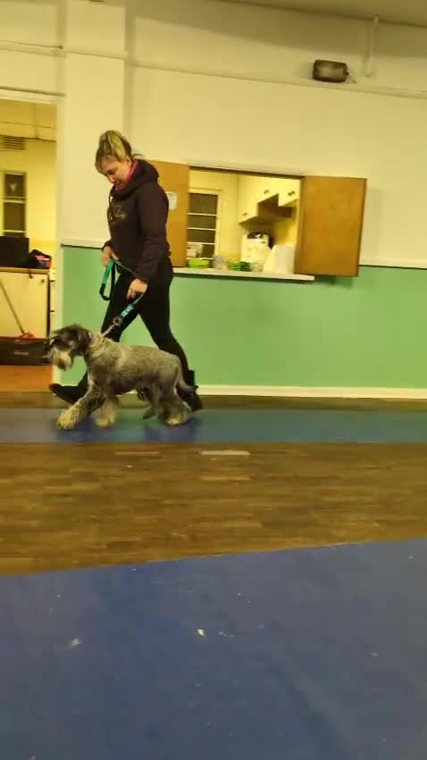 Schnauzer dogs for stud: Standard schnauzer for Stud - Video 1