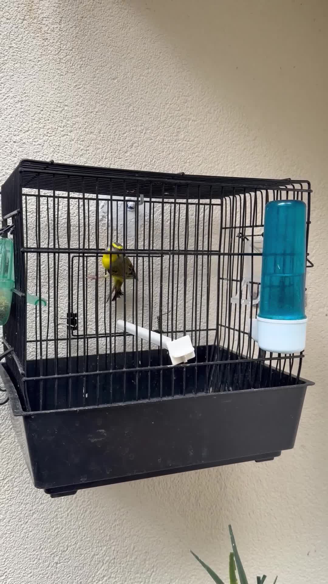 Canaries birds for sale: Canary  - Video 1