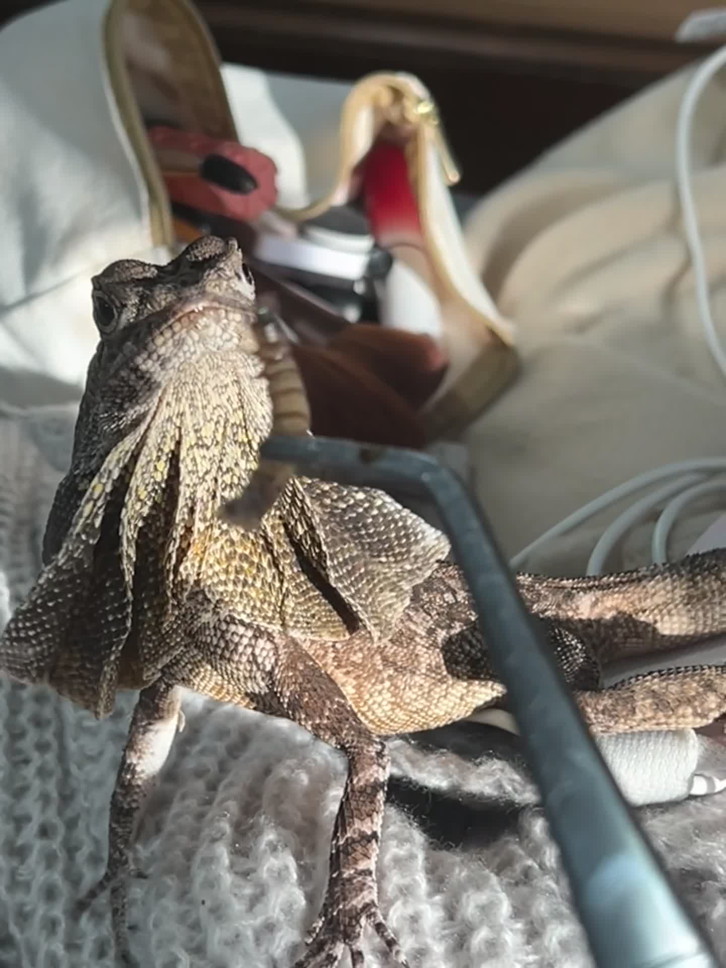 Dragon reptiles for sale: Frilled Lizard, female, experienced keeper only  - Video 1