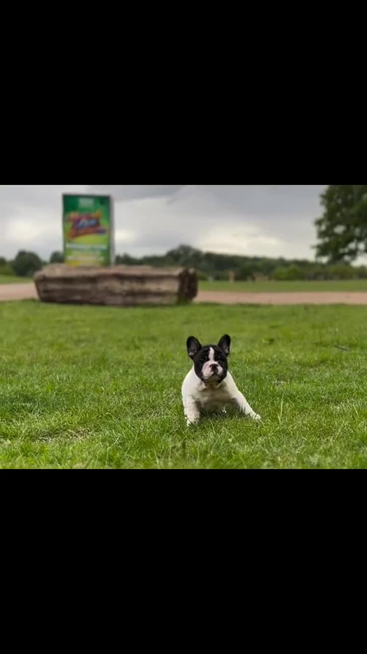 French Bulldog dogs for sale: KC fully health genetic & tested puppies - Video 1