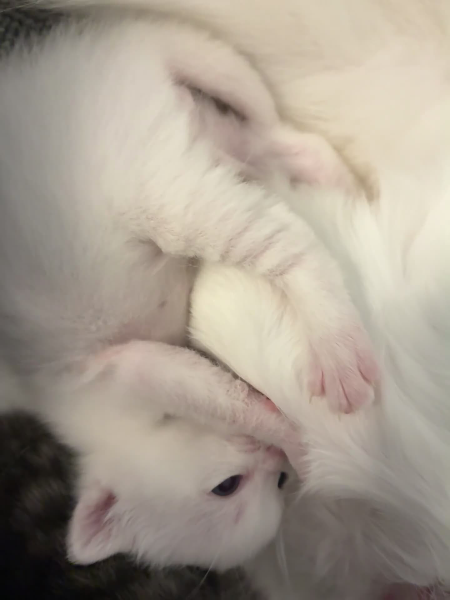 Mixed Breed cats for sale: Pure white male Turkish Angora/Domestic Short Hair - Video 3