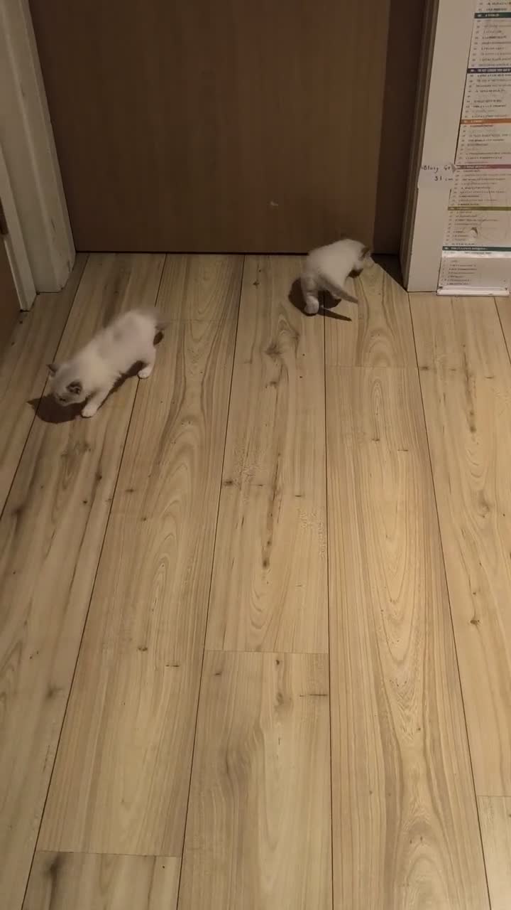 Ragdoll cats for sale: Ragdoll kitten 5 weeks old - Video 1