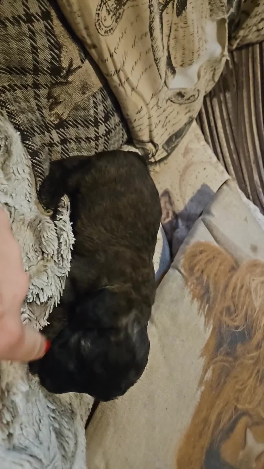 Mixed Breed dogs for sale: Beautiful Stunning Westiepoo Puppies - Video 1