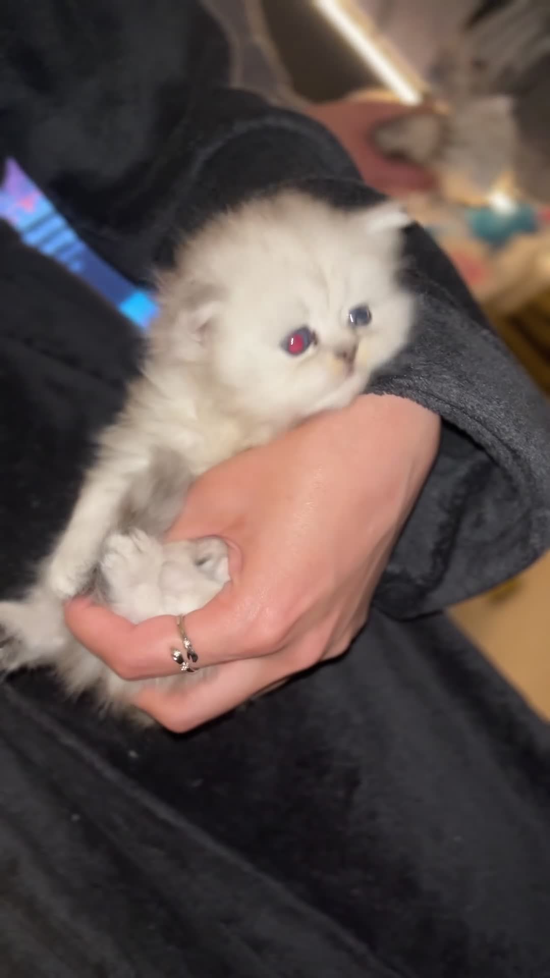 Persian cats for sale: Persian Kittens - Video 3
