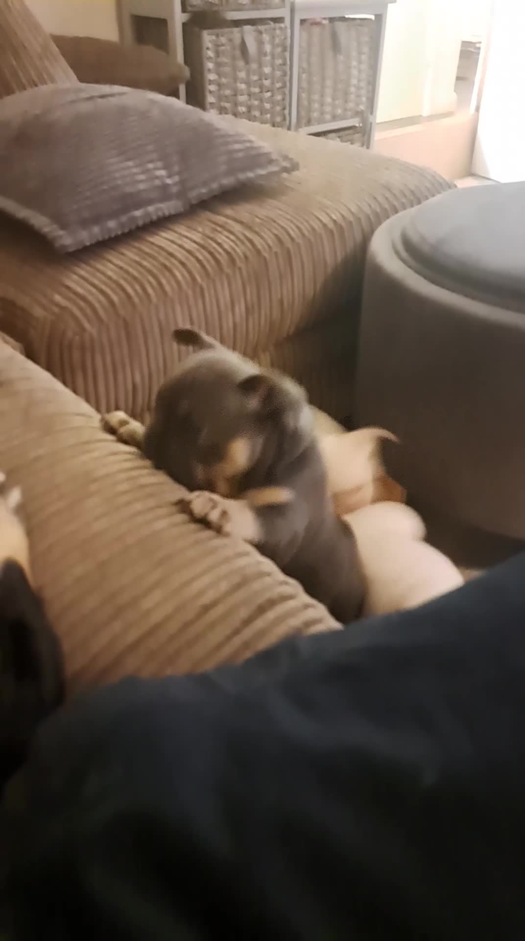 French Bulldog dogs for sale: One pink male french bulldog left  - Video 4