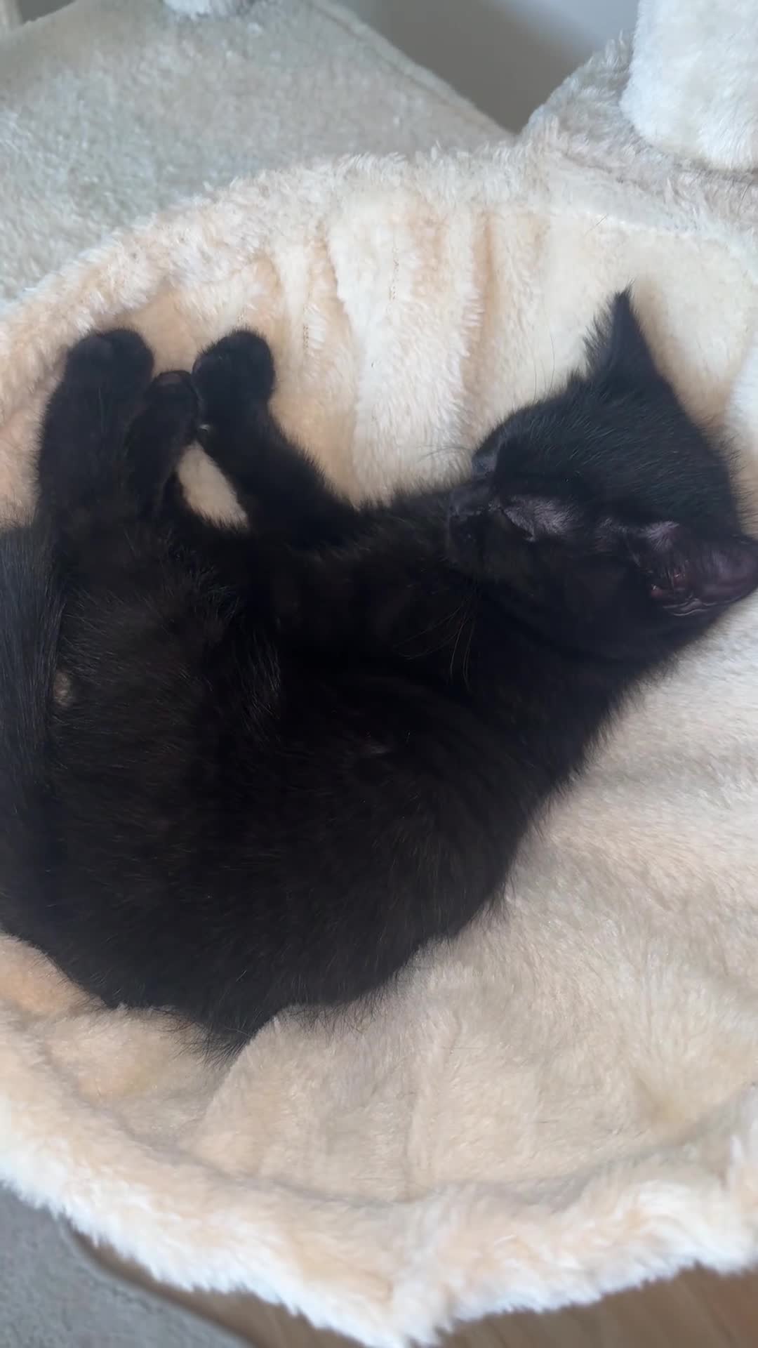 British Shorthair cats for sale: Black british shorthair kitten 1 girl left - Video 1