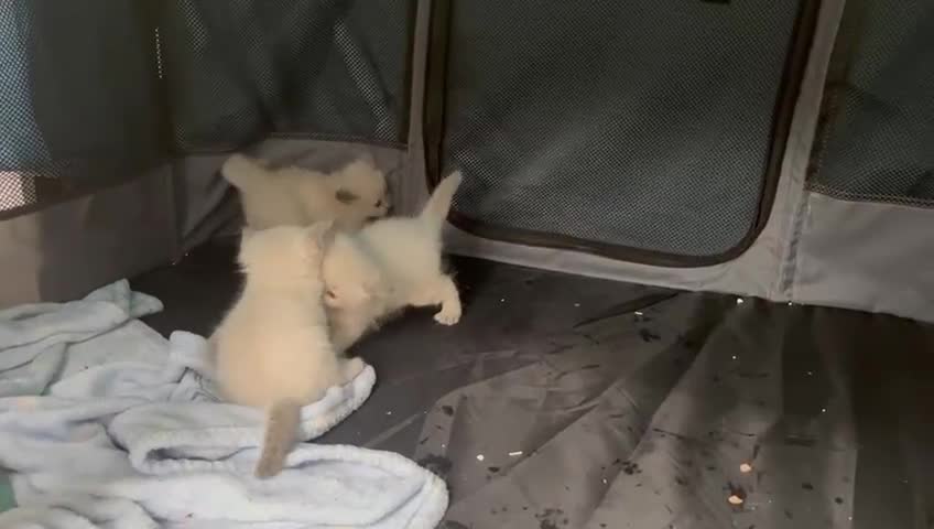 Ragdoll cats for sale: GCCF Champion Bi colour & Sealpoint Ragdolls - Video 1
