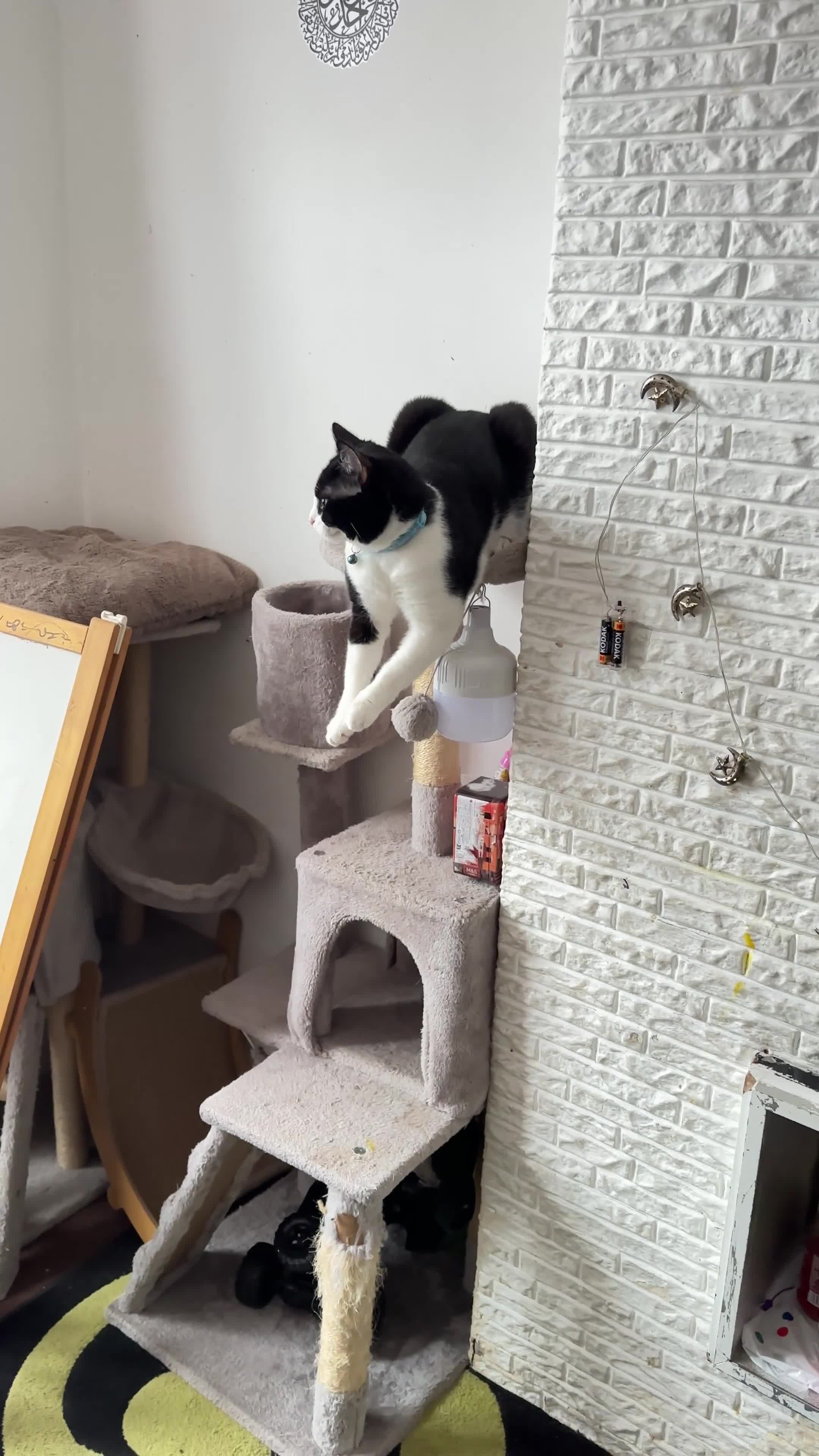 Mixed Breed cats for sale: Cat pair for sale with all accessories  - Video 1
