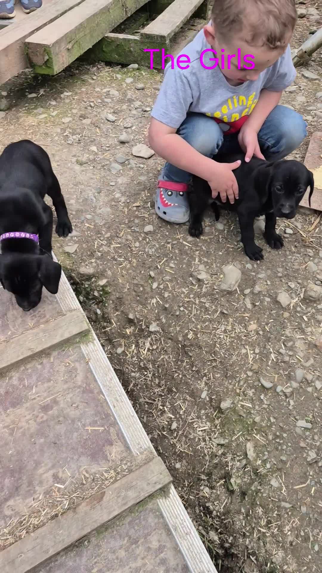 Mixed Breed dogs for sale: Pointador's (Lab x GSP) - Video 3