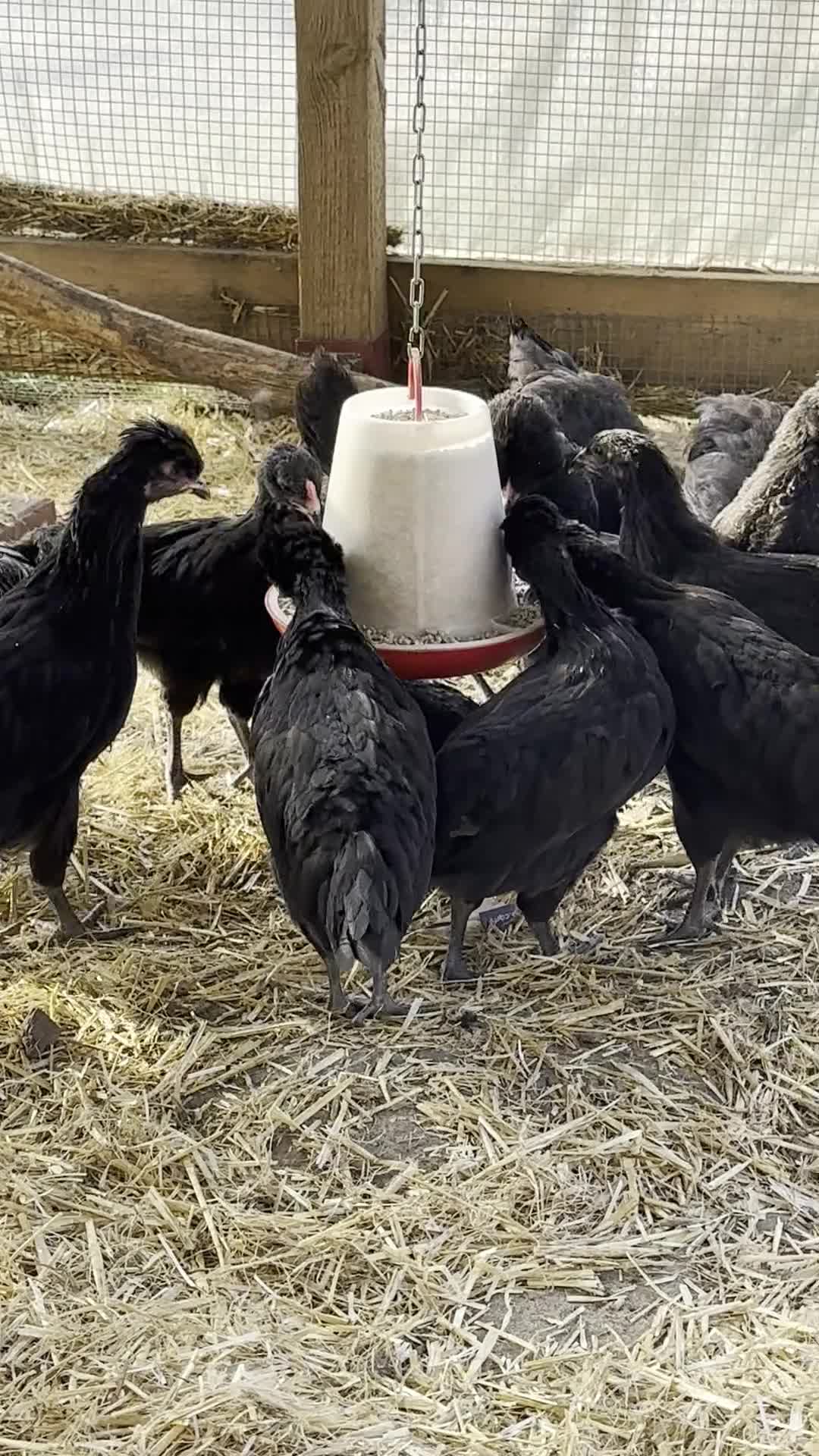 Chickens poultry for sale: RARE SHETLAND POULTRY in Wisbech - Video 2