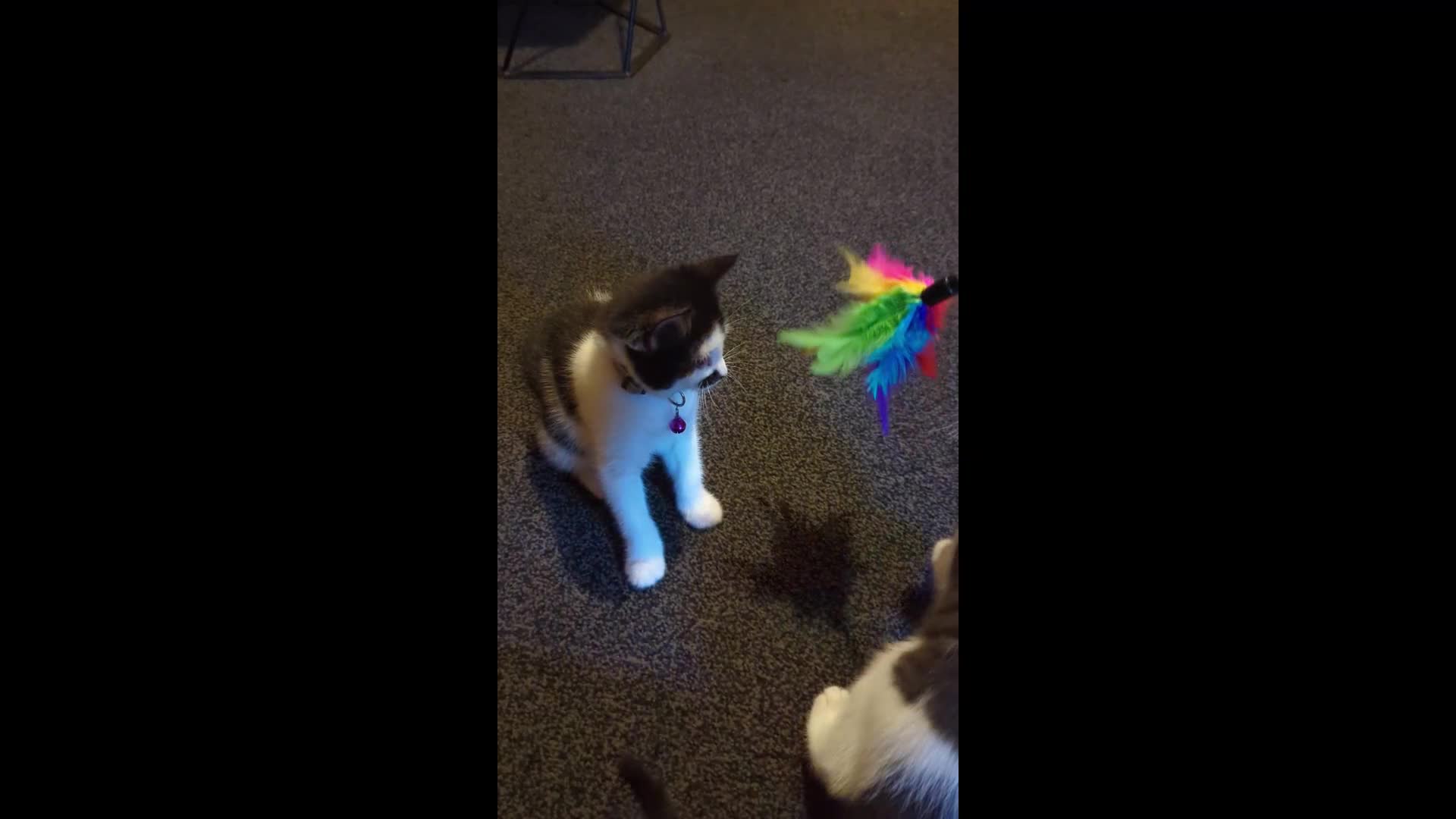 Domestic Shorthair cats for sale: 2 Beautiful Female Kittens Available for Rehoming - Video 3