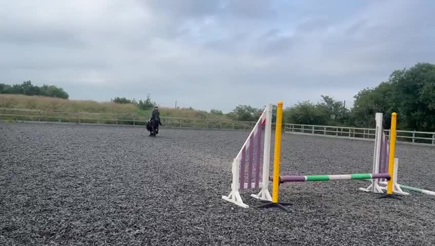 Fell horses for sale: Basil 13.2 registered fell gelding  - Video 1