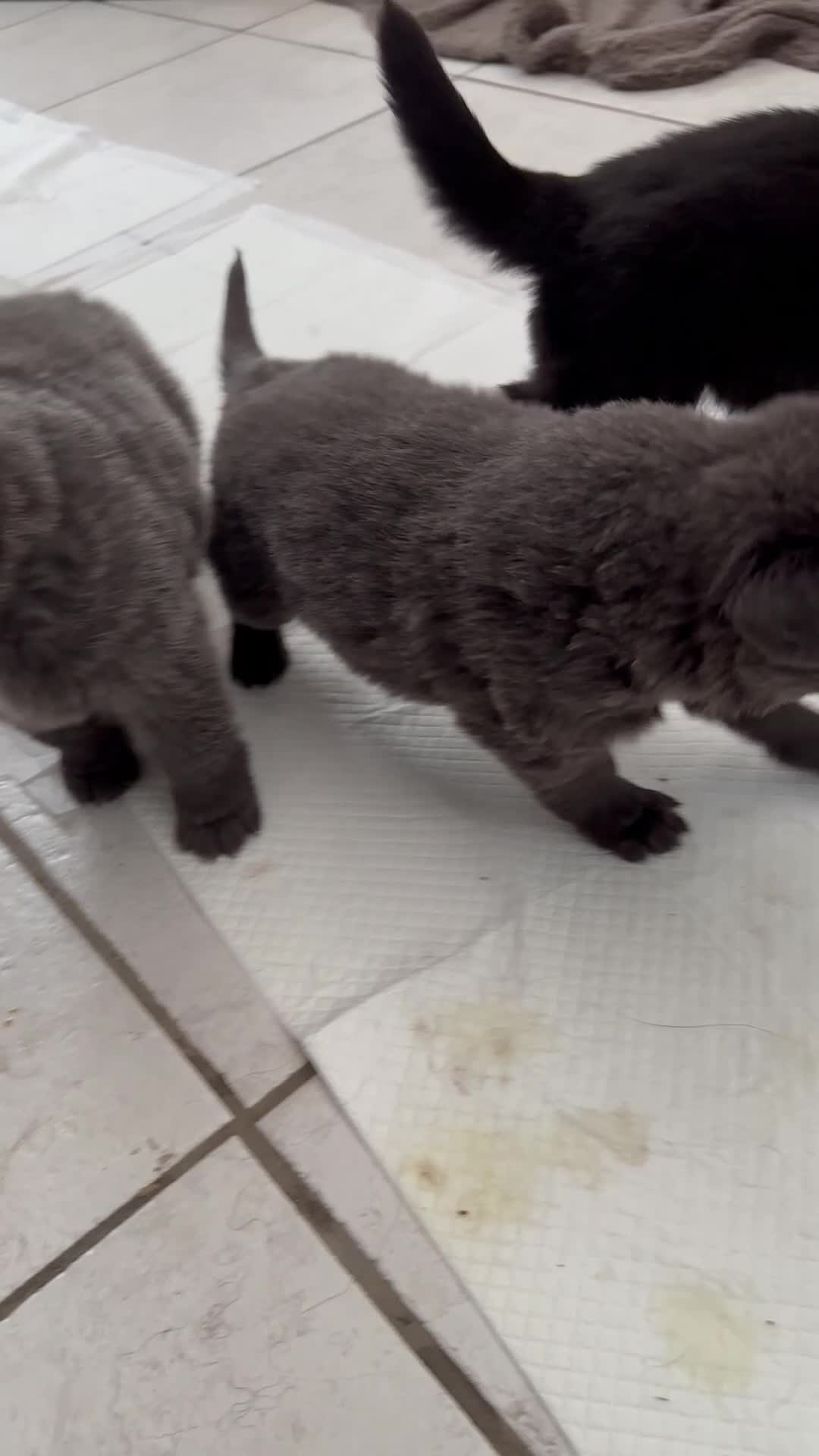 German Shepherd dogs for sale: Beautiful Blue and Black GSD puppies - Video 1