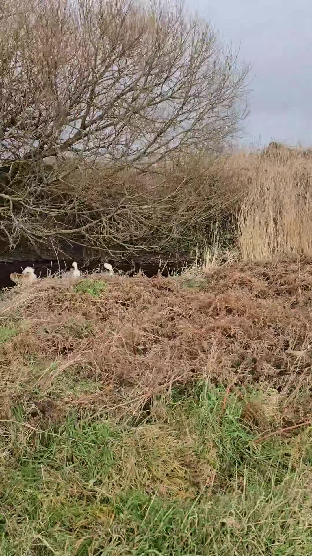 Pomsky dogs for sale: Pregnancy Announcement  in Bournemouth - Video 1