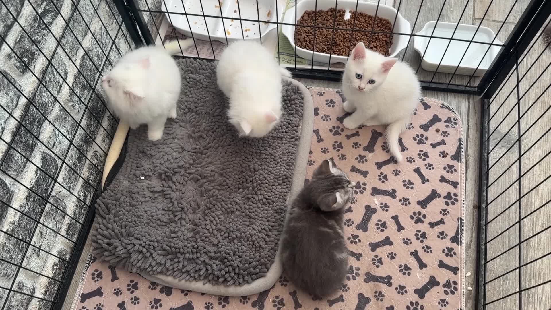 Persian cats for sale: 4 beautiful Persian x kittens, ready now - Video 2