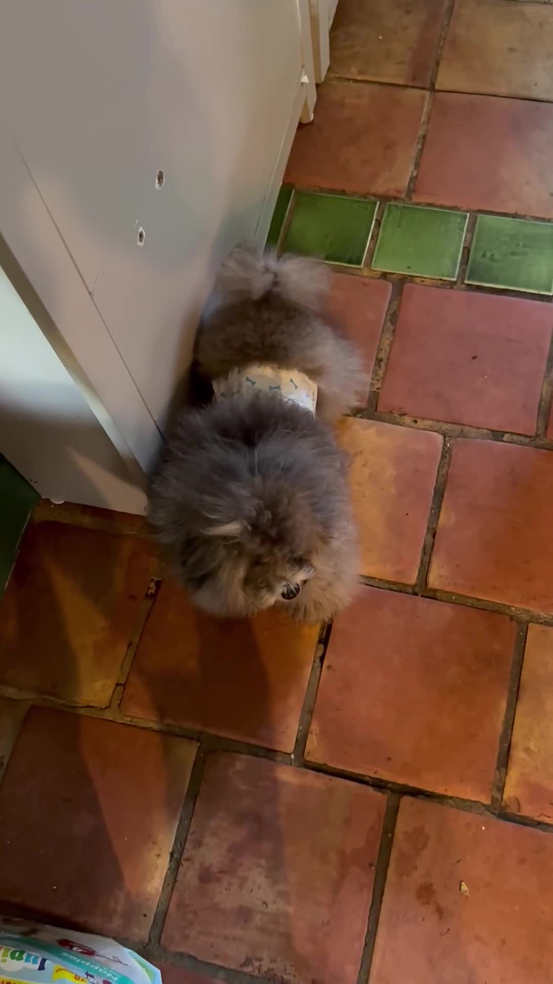 Toy Poodle dogs for stud: Silver Asian Poodle in Guildford - Video 1