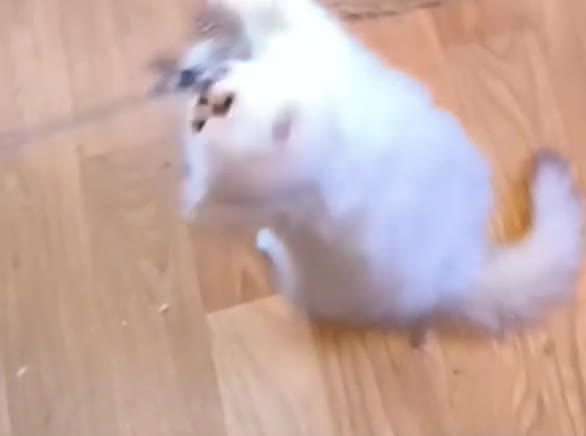 Persian cats for sale: 🍁White black tipped Persian kittens ready now - Video 4