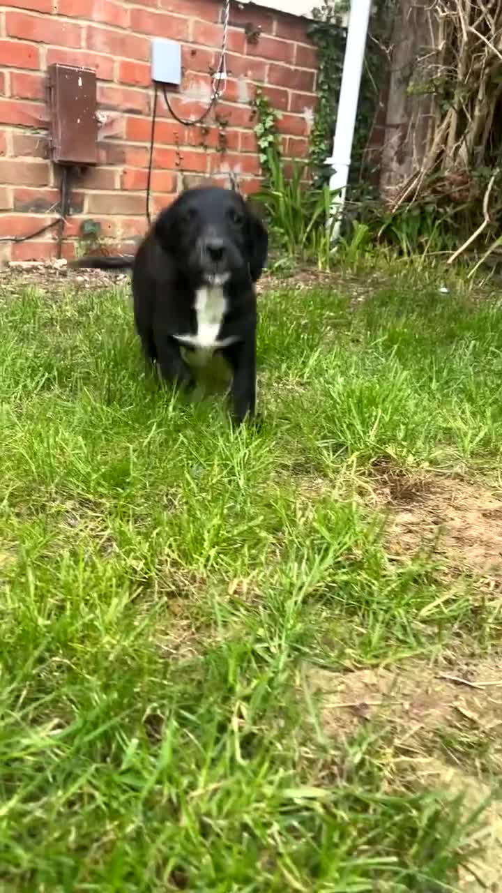 Patterjack dogs for sale: Paterjack male puppy - Video 2