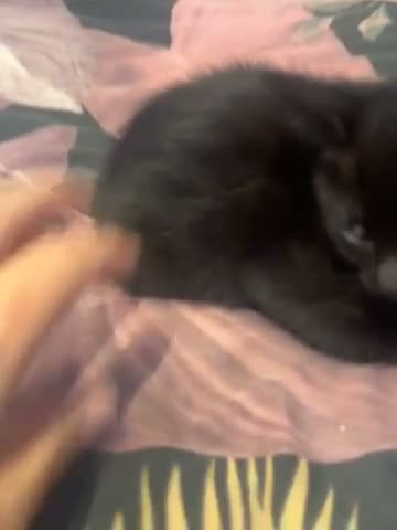 Domestic Shorthair cats for sale: 3 female kittens ready now in Bridgwater - Video 1