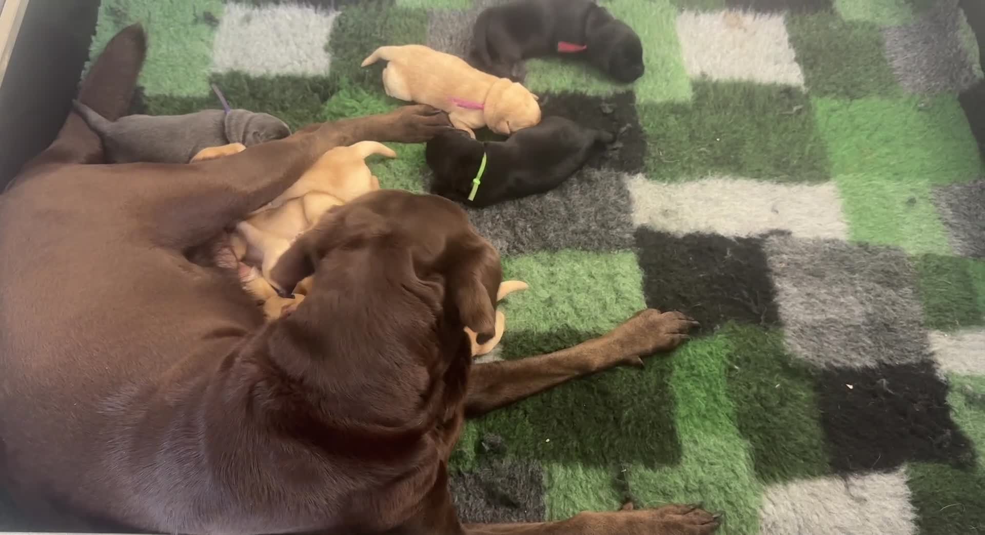 Labrador Retriever dogs for sale: 2 Yellow Females 👀🏡 in Boston - Video 1