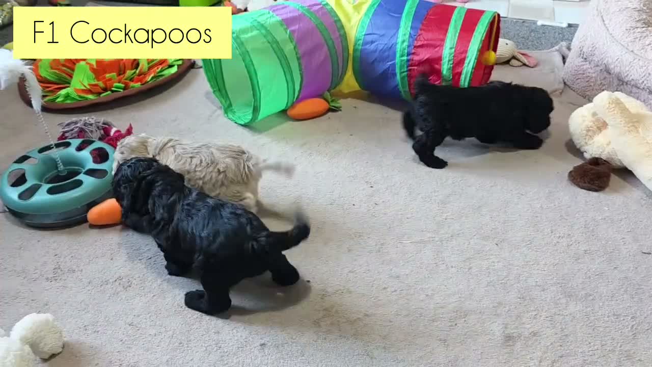 Cockapoo dogs for sale: F1 Cockapoos. DNA Health tested.  - Video 1