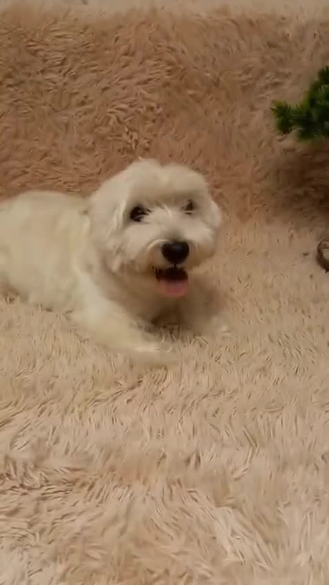 West Highland Terrier dogs for adoption: Michelle: The Little Dog the World Tried to Forget - Video 1