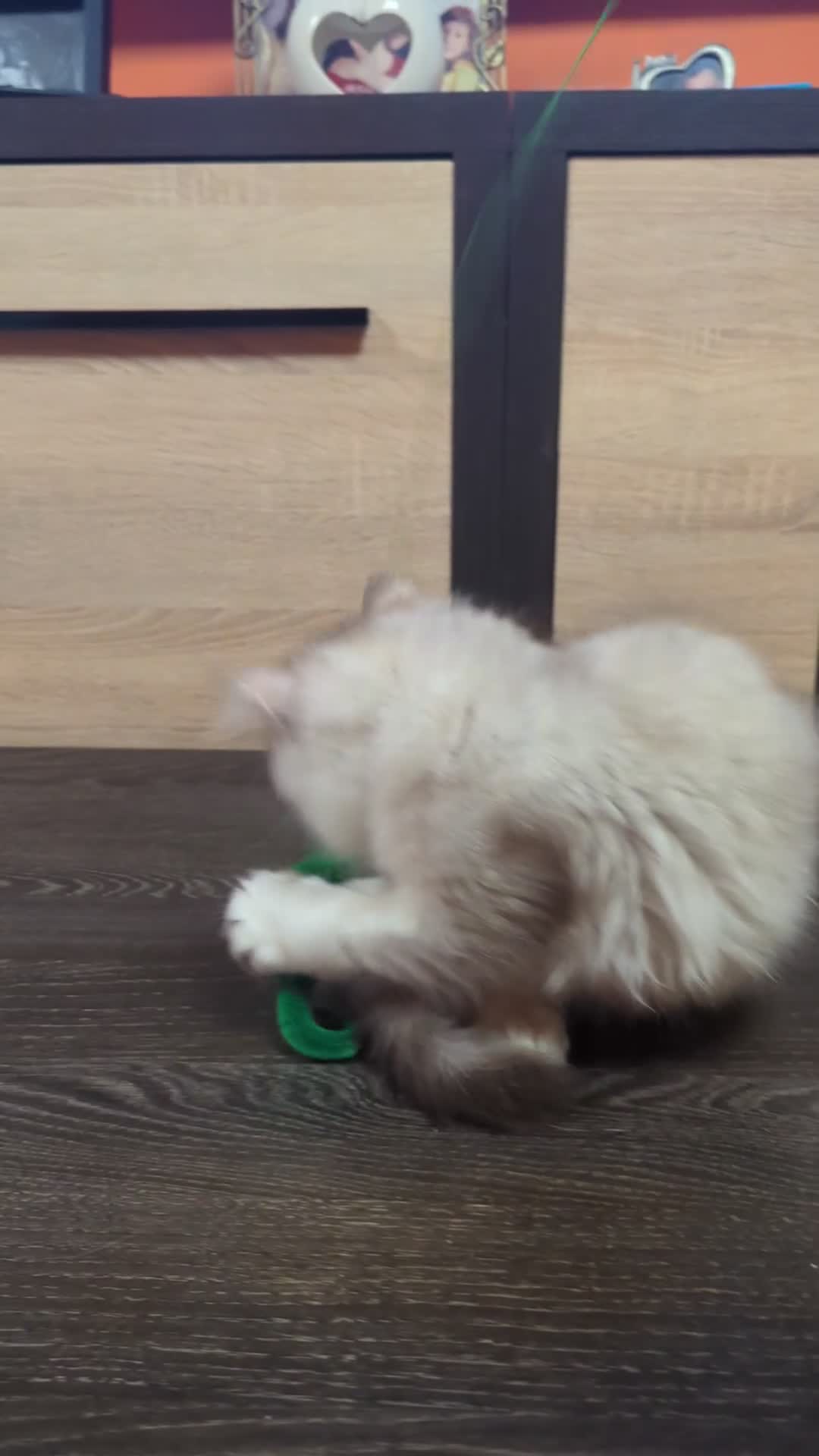 Scottish Fold cats for sale: TICA Registered Scottish kittens - Video 2