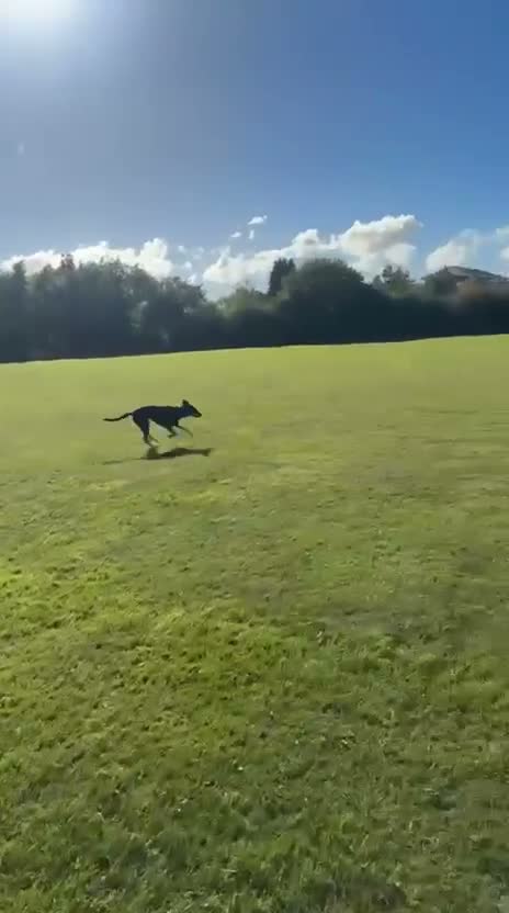 Mixed Breed dogs for adoption: 💙ARLO💙18 MONTHS FRIENDLY CUDDLY CLEVER DOBERDOR  - Video 3