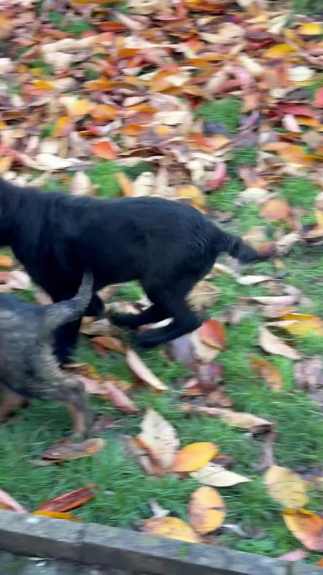 German Shepherd dogs for sale: German Shepherd Puppies - exceptional bloodline  - Video 2