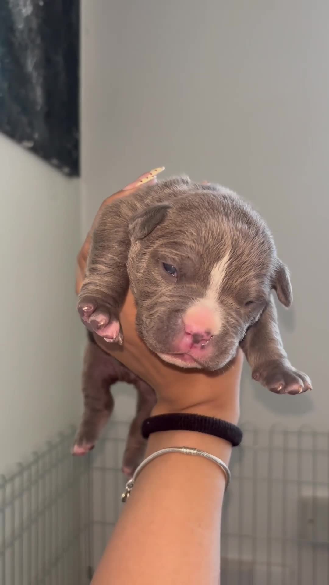 American Bully dogs for sale: Pocket bully puppies  - Video 2