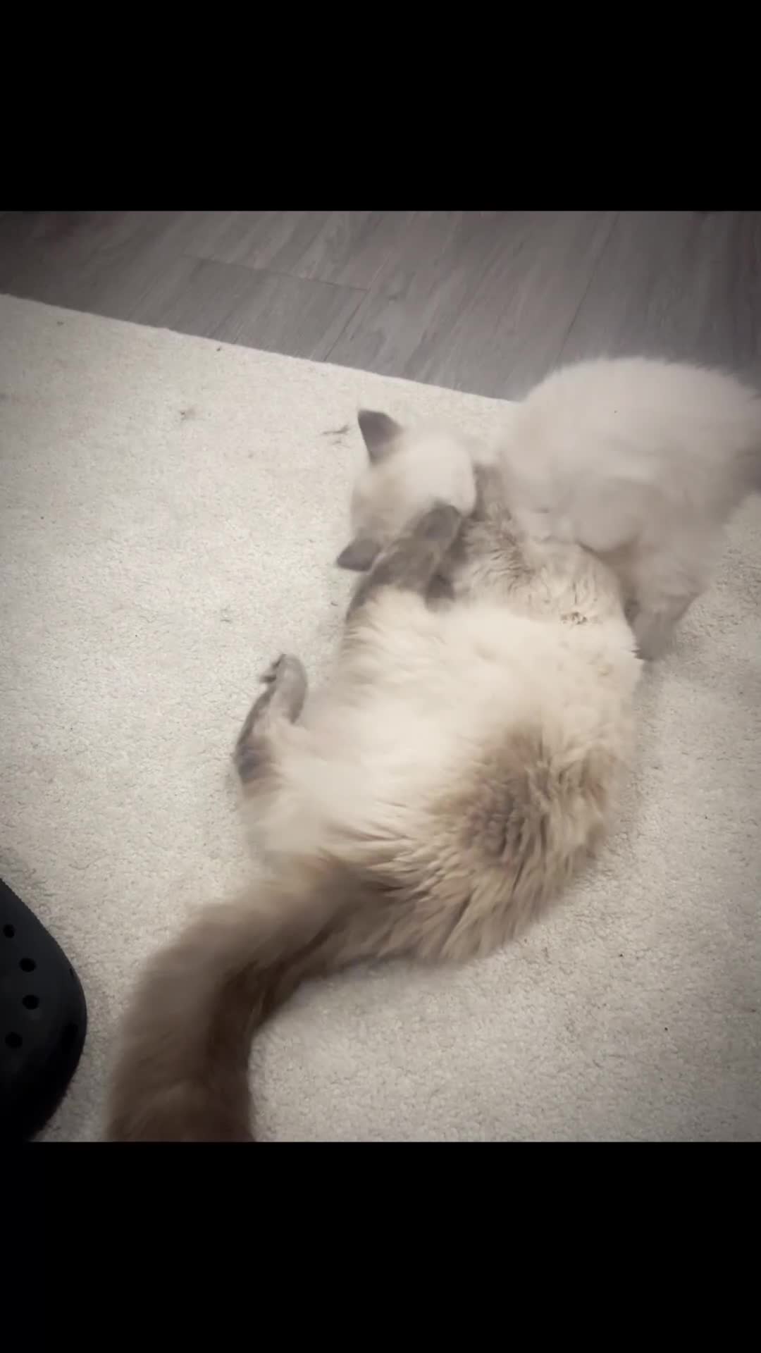 Ragdoll cats for sale: *LAST* Female bluepoint ragdoll kitten Ready NOW! - Video 2