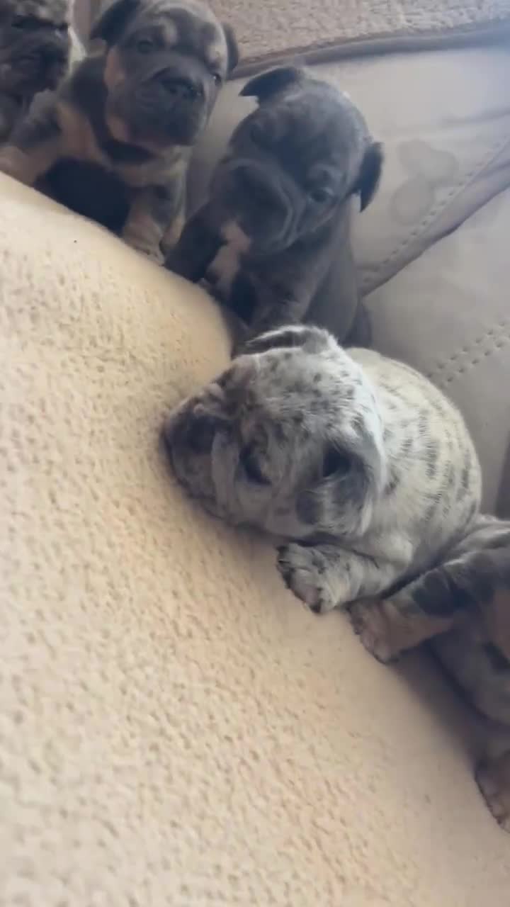 French Bulldog dogs for sale: Only 3 boys left, 5⭐️KC frenchies carrying fluffy  - Video 4