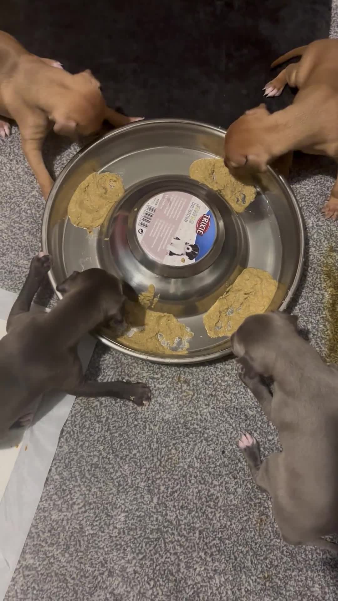 Italian Greyhound dogs for sale: 3 Italian greyhound puppies  - Video 2