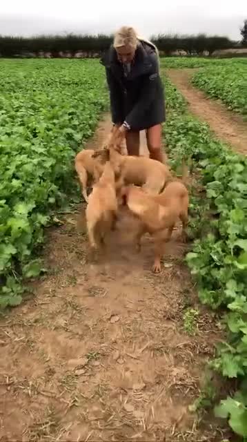 Labrador Retriever dogs for sale: Foxred/Yellow Labradors 5* Licensed Breeder in Catterick Garrison - Video 1
