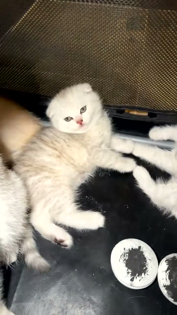 British Shorthair cats for sale: mixed Scottish fold & British short hair  - Video 1