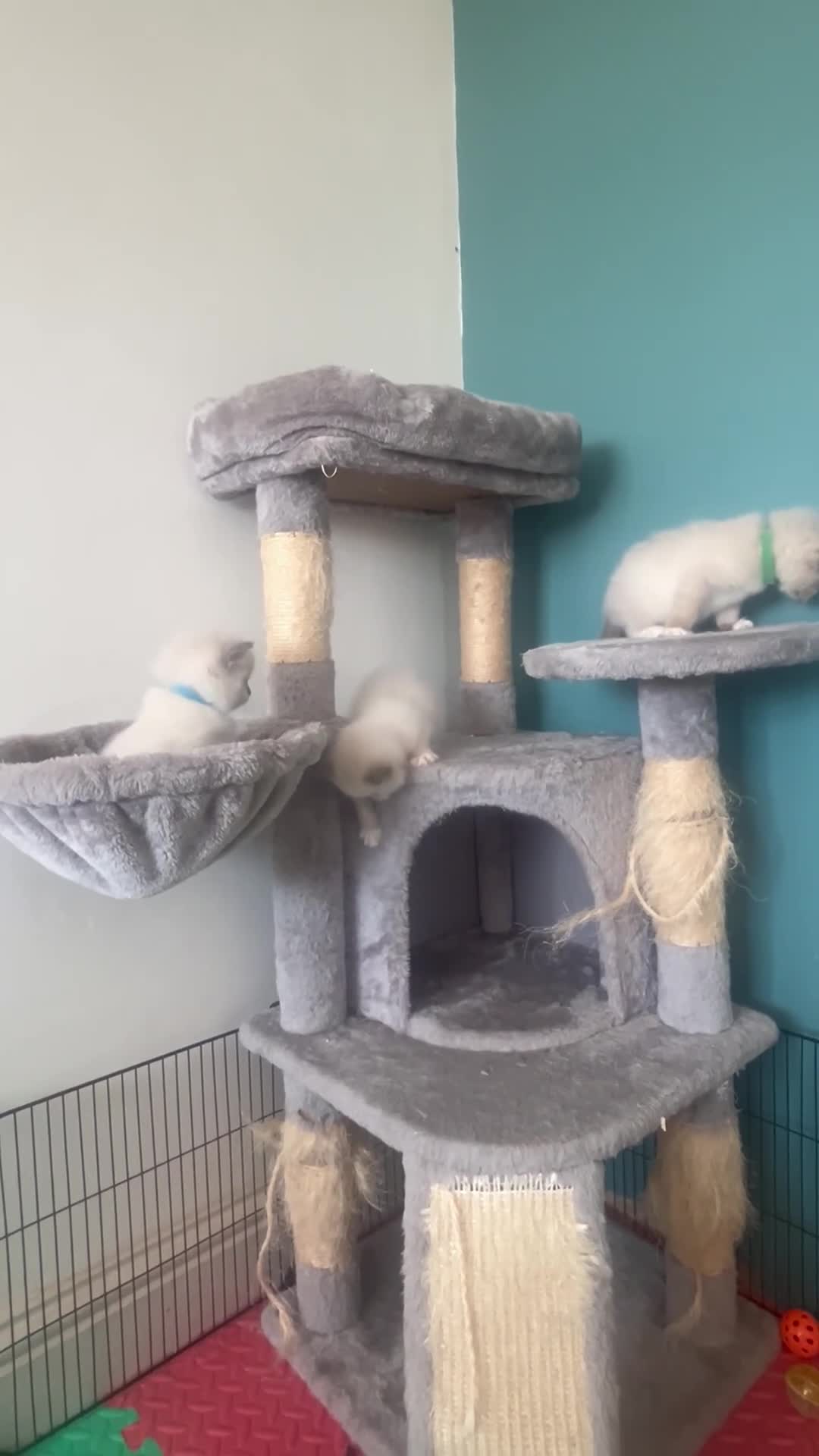 Ragdoll cats for sale: Beautiful Ragdoll Kittens  - Video 1