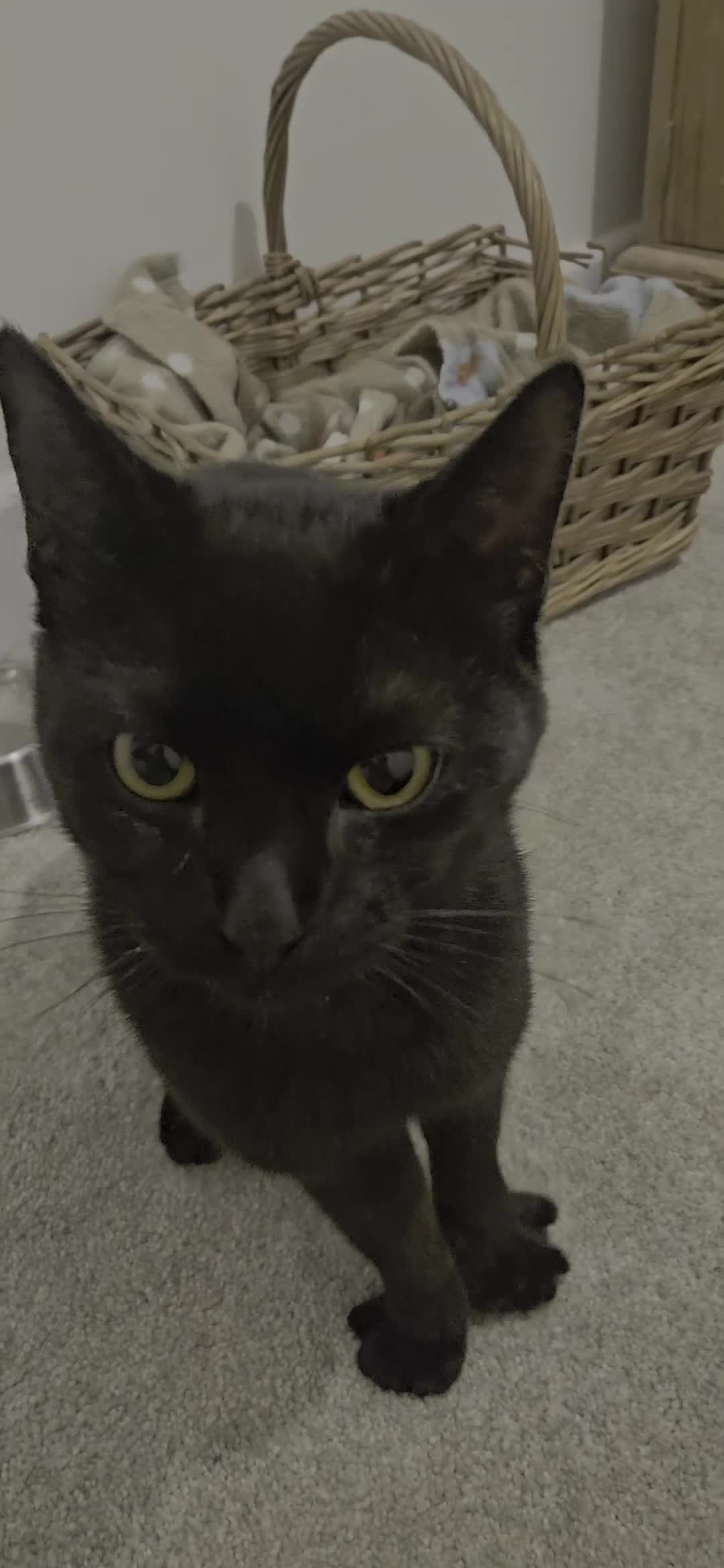 British Shorthair cats for sale: Seb - Beautiful black cat - Video 3
