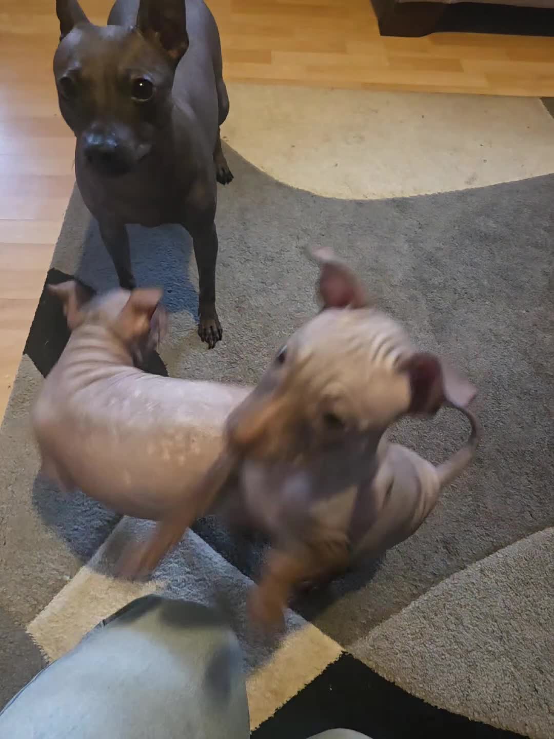 Mexican Hairless dogs for sale: American hairless terrier  - Video 2