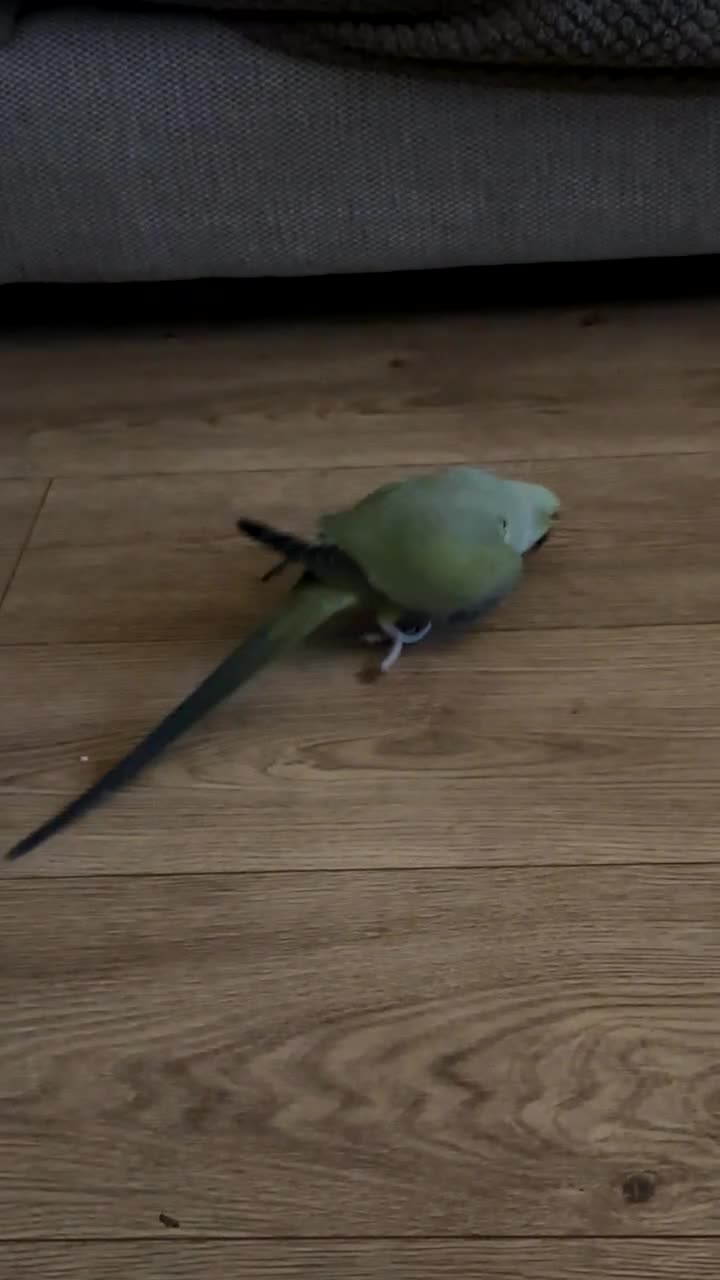 Ringnecks birds for sale: Mr Pea  - Video 2