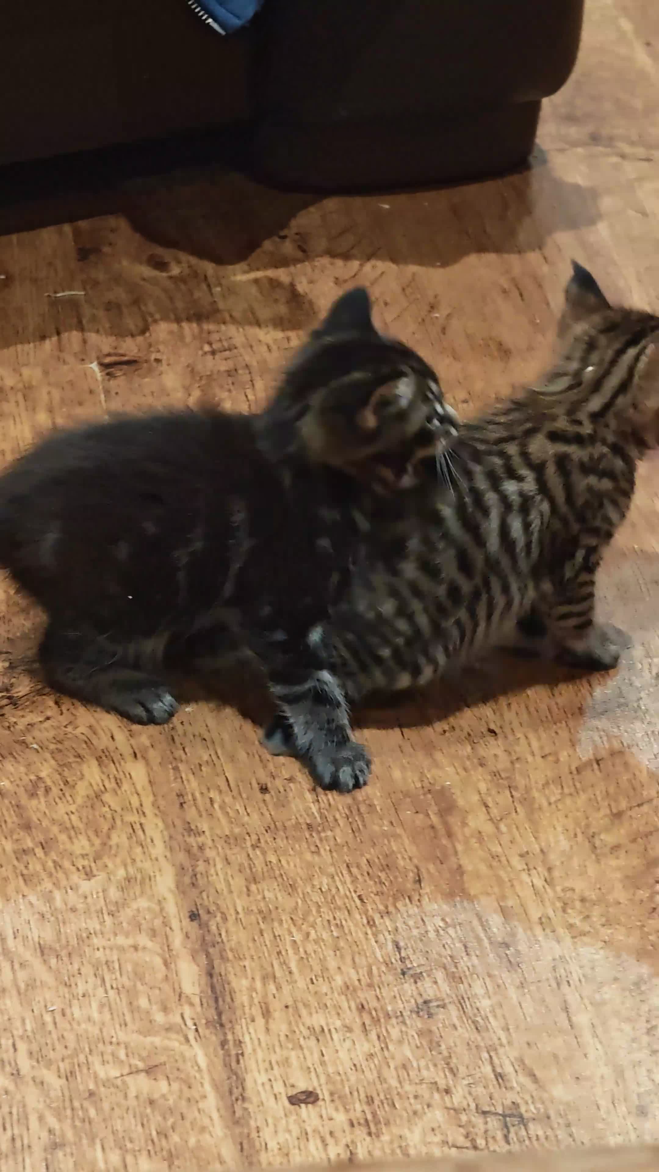 Mixed Breed cats for sale: Stunning 3/4 Maine Coon kittns - Video 3