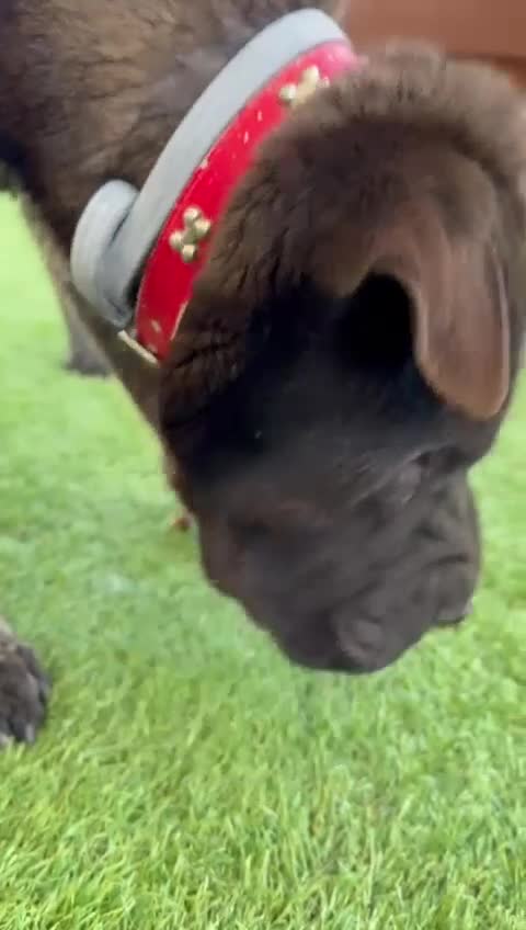 Shar Pei dogs for adoption: Teddy, sharpei cross, is searching for his family  in Spilsby - Video 3