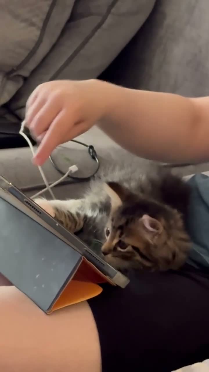 Maine Coon cats for sale: Beautiful Maine coons  in Tadley - Video 1